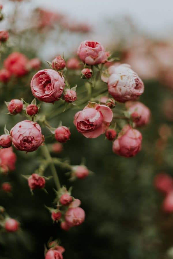 daiga-ellaby-oxRKyohM4F4-unsplash